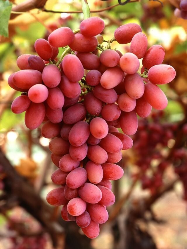 The Top 10 Red Grapes in California Daira Technologies Private Limited